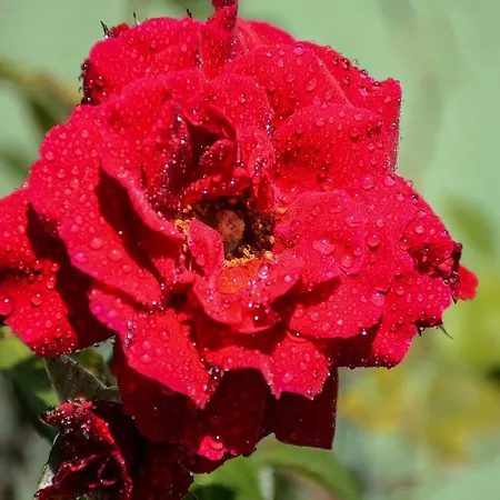 Aheloy Apartments Apartment