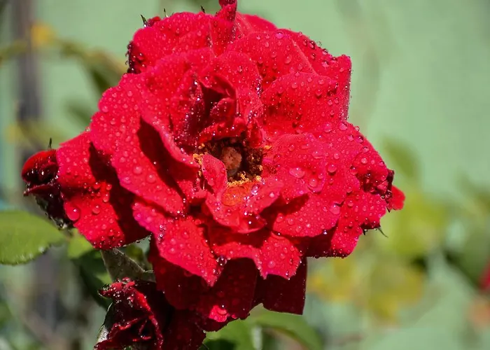 Aheloy Apartments Διαμέρισμα